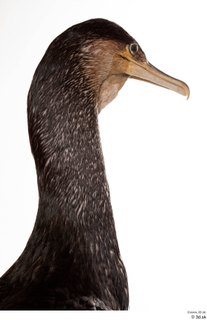 Double-crested cormorant Phalacrocorax auritus head neck 0007.jpg